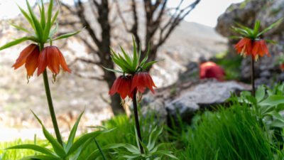 ADIYAMAN (AA) – Adıyaman'da baharda açan endemik ters laleler, doğaya