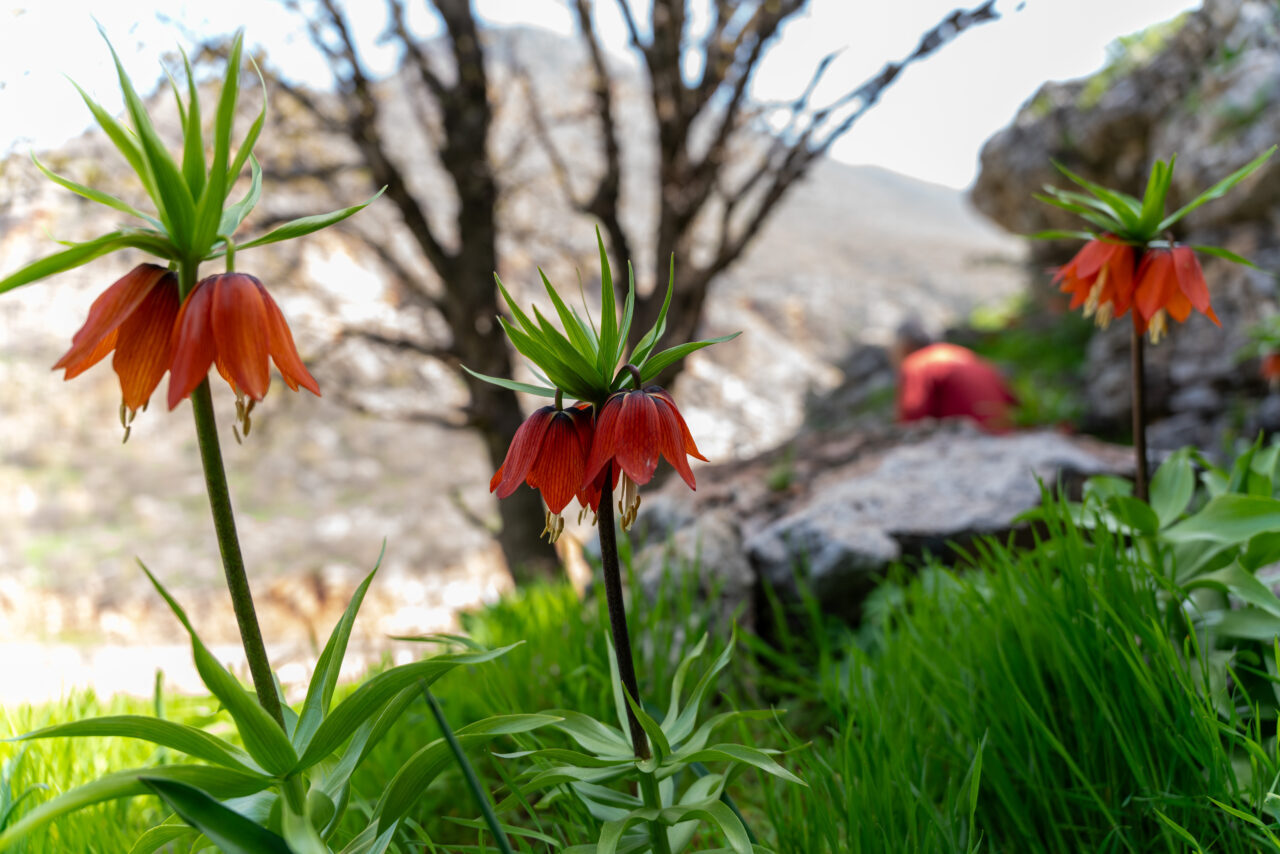 ADIYAMAN (AA) – Adıyaman'da baharda açan endemik ters laleler, doğaya