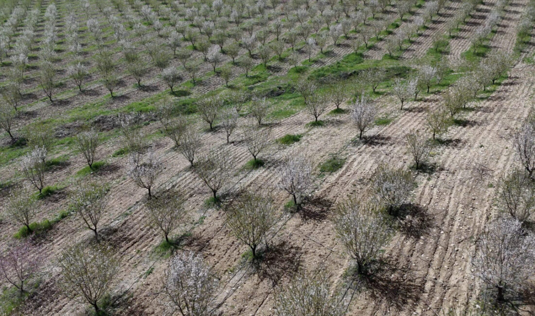 ADIYAMAN (AA) – Adıyaman'da binlerce dekarlık alanda ekili badem ağaçları