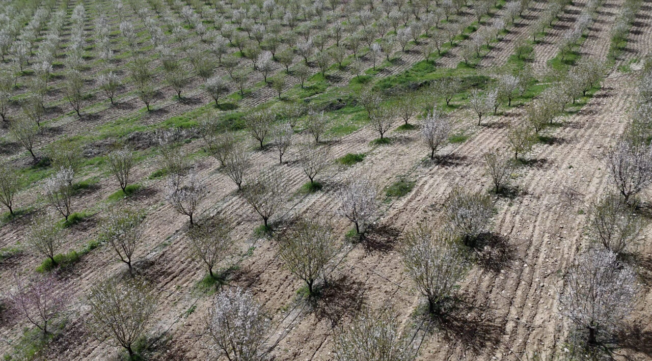 ADIYAMAN (AA) – Adıyaman'da binlerce dekarlık alanda ekili badem ağaçları