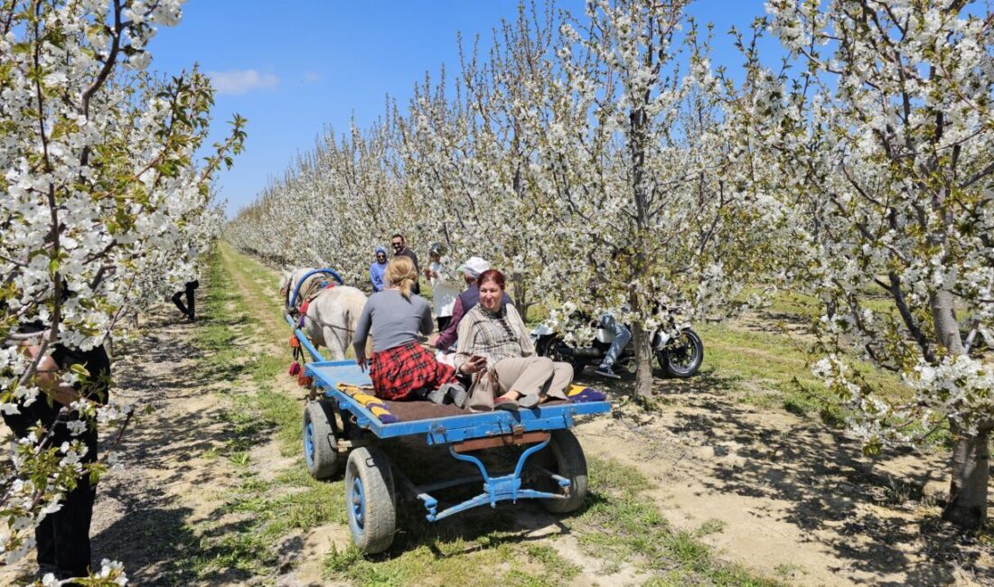 AFYONKARAHİSAR (AA) – Afyonkarahisar'da "5. Geleneksel Sultandağı Kiraz Çiçeği Foto