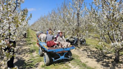 AFYONKARAHİSAR (AA) – Afyonkarahisar'da "5. Geleneksel Sultandağı Kiraz Çiçeği Foto