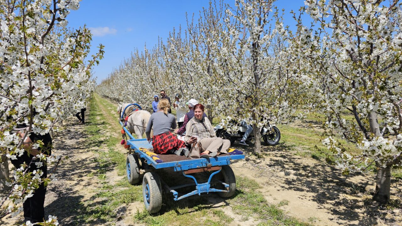 AFYONKARAHİSAR (AA) – Afyonkarahisar'da "5. Geleneksel Sultandağı Kiraz Çiçeği Foto