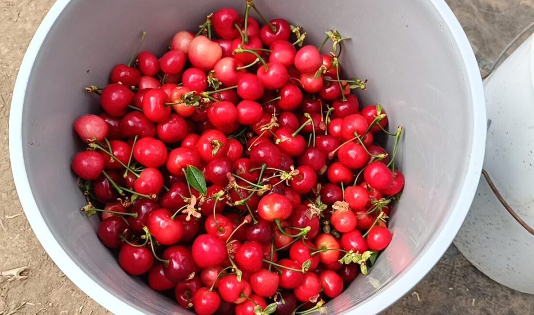 AFYONKARAHİSAR (AA) – Afyonkarahisar'ın Sandıklı ilçesinde jeotermal serada kiraz hasadı