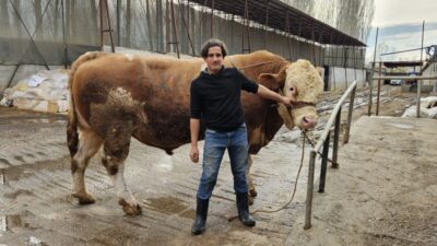 - Yörede hayvancılık yapan Harun Karabaş, "Bahri" adını verdiği boğasını