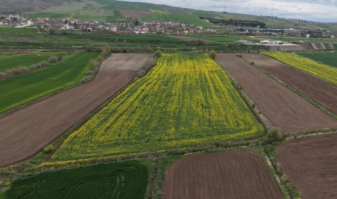 AMASYA (AA) – Türkiye'nin önemli tarım merkezlerinden Amasya'nın Suluova ilçesinde