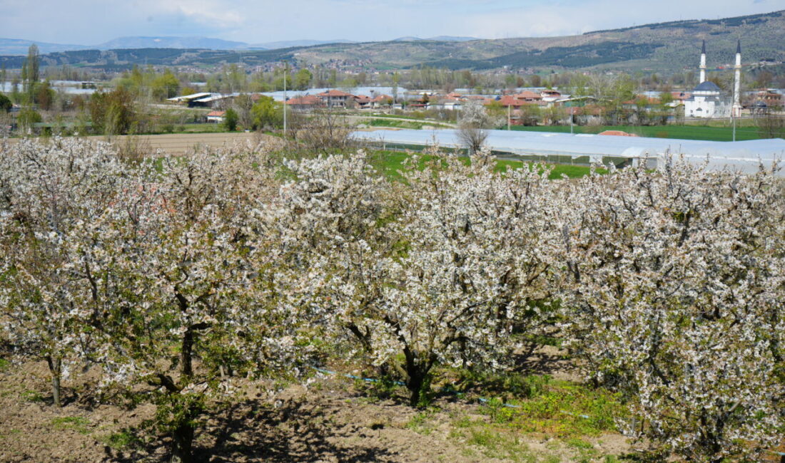 AMASYA (AA) – Amasya'da kiraz ağaçlarının çiçek açmasıyla bahçeler beyaza