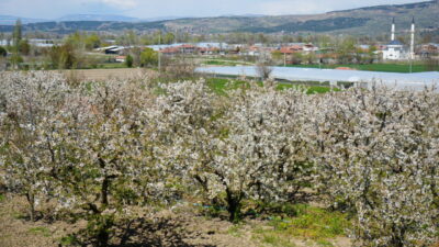 AMASYA (AA) – Amasya'da kiraz ağaçlarının çiçek açmasıyla bahçeler beyaza