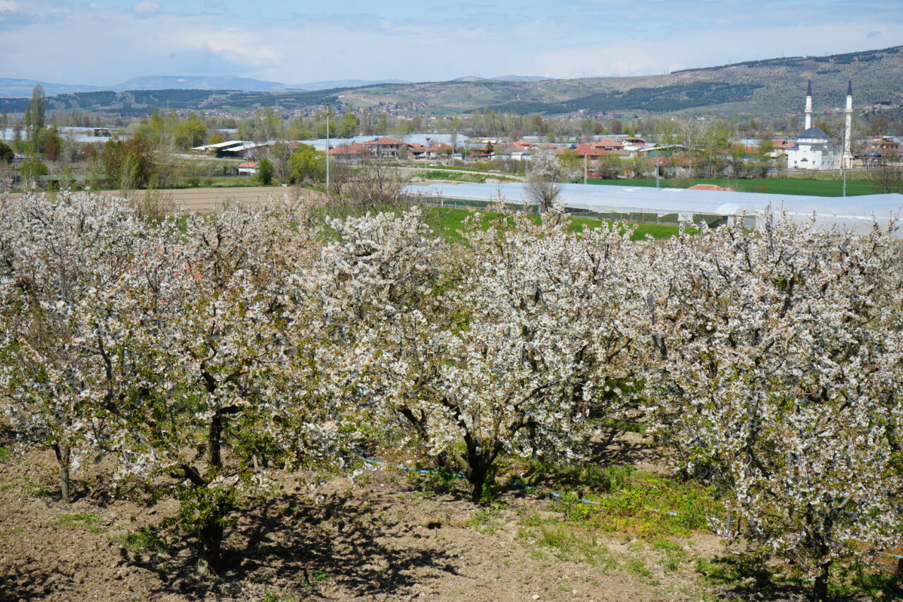 AMASYA (AA) – Amasya'da kiraz ağaçlarının çiçek açmasıyla bahçeler beyaza