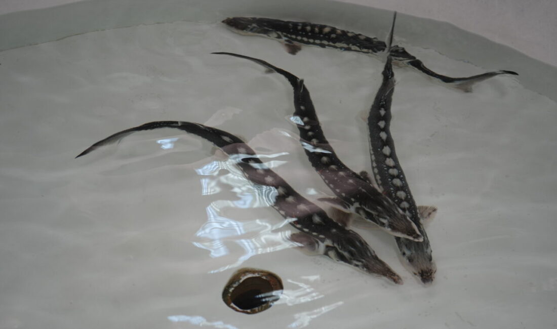 AMASYA (AA) – Amasya'nın Suluova ilçesinde bulunan Yedikır Su Ürünleri