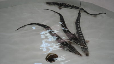 AMASYA (AA) – Amasya'nın Suluova ilçesinde bulunan Yedikır Su Ürünleri