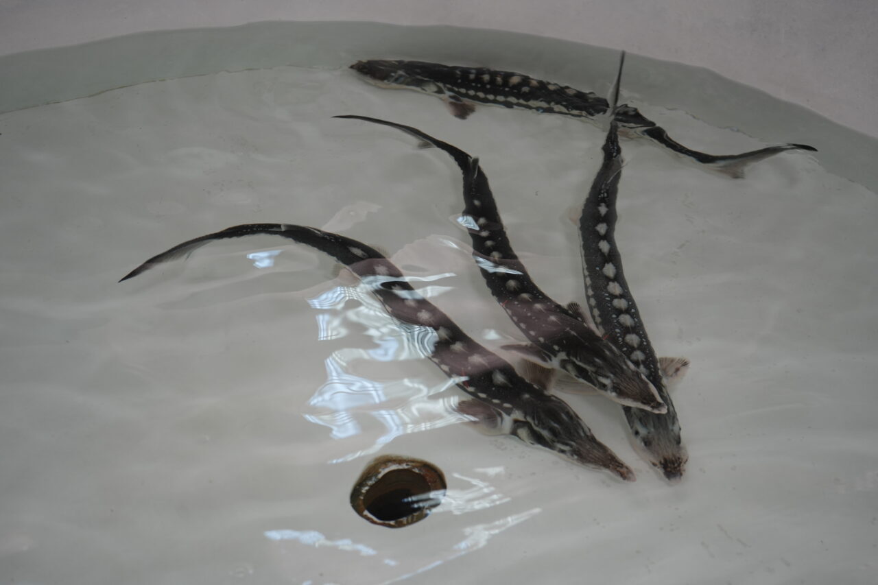 AMASYA (AA) – Amasya'nın Suluova ilçesinde bulunan Yedikır Su Ürünleri