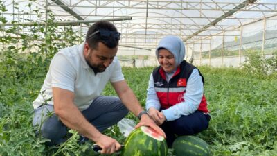 ANTALYA (AA) – Antalya'da seralarda yetiştirilen sezonun ilk karpuzları hasat