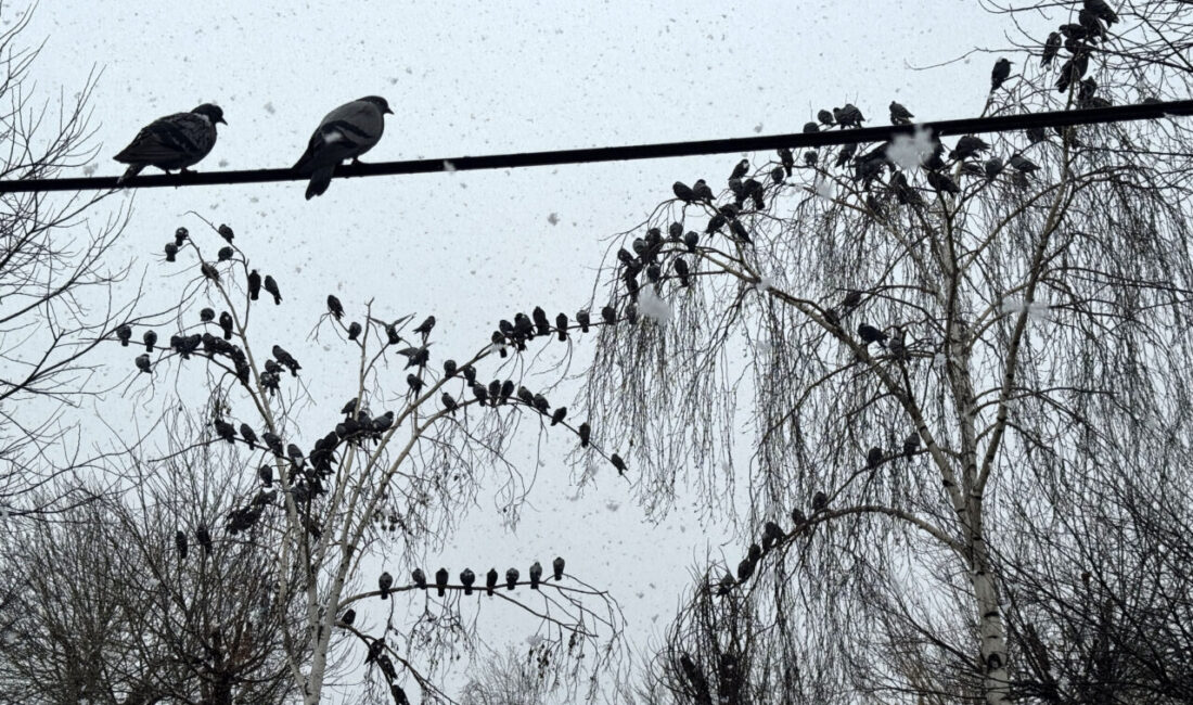 ARDAHAN (AA) – Ardahan'da kar etkili oldu. Kent merkezinde gece