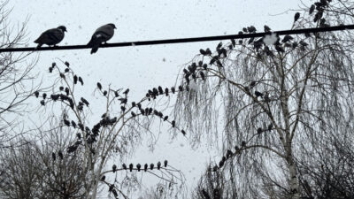 ARDAHAN (AA) – Ardahan'da kar etkili oldu. Kent merkezinde gece