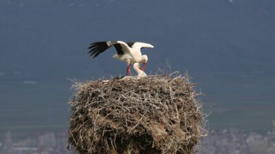 BİTLİS (AA) – Çetin geçen kış mevsiminin ardından hava sıcaklığının