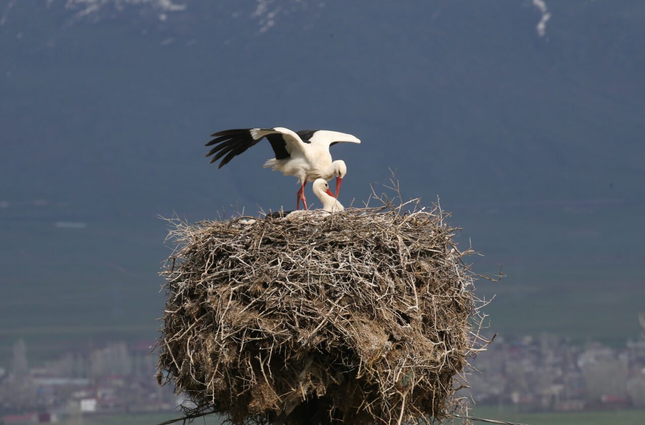 BİTLİS (AA) – Çetin geçen kış mevsiminin ardından hava sıcaklığının