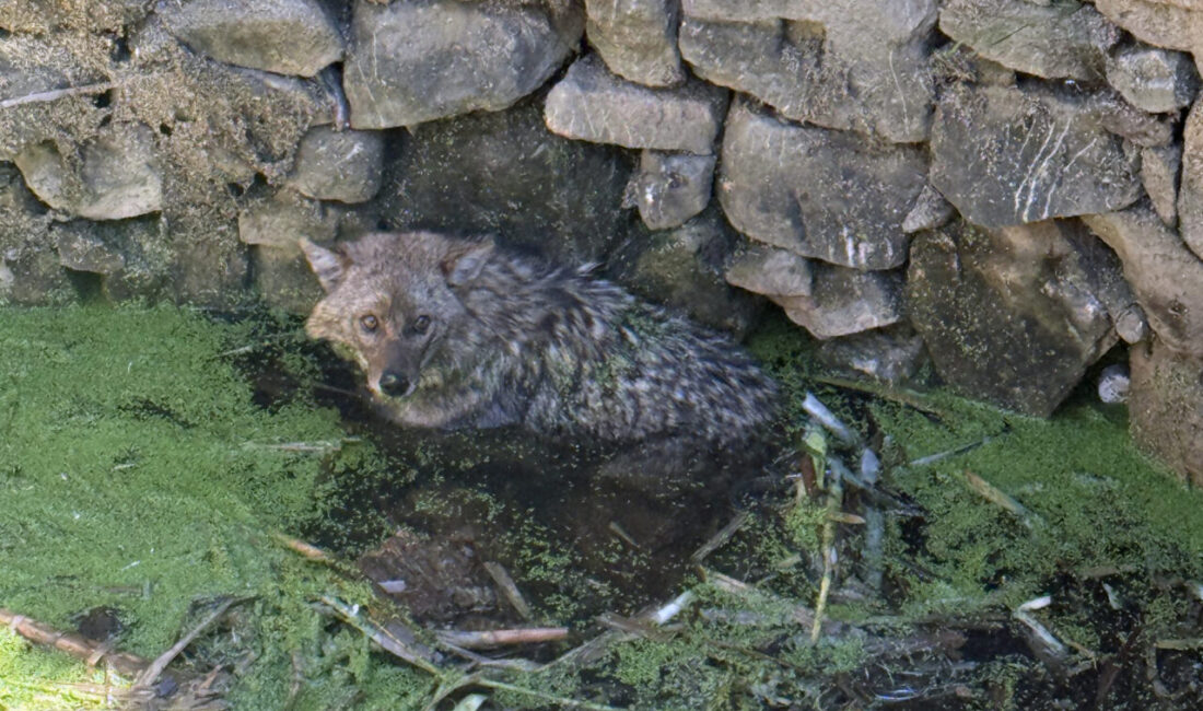 BALIKESİR (AA) – Balıkesir'in Erdek ilçesinde, kuyuya düşen tilkiyi itfaiye