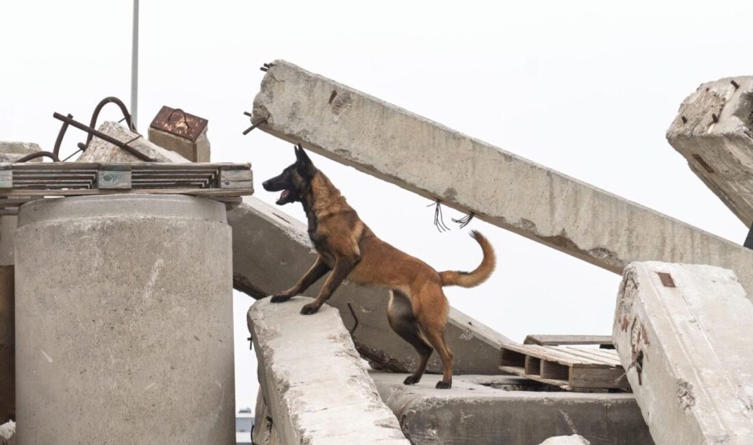 İZMİR (AA) – İzmir Büyükşehir Belediyesi itfaiyesi tarafından barınaktan sahiplenilen