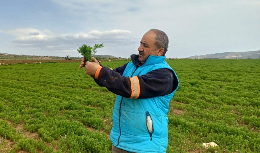 BATMAN (AA) – Batman'da artan yağışla çiftçiler bu yıl tarlalardan