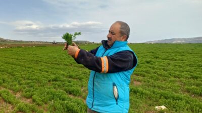 BATMAN (AA) – Batman'da artan yağışla çiftçiler bu yıl tarlalardan