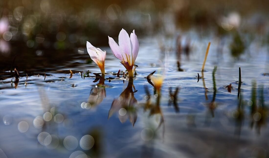 BAYBURT (AA) – Bayburt'ta açan "baharın habercisi" çiğdemler, canlanan doğada