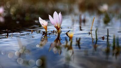 BAYBURT (AA) – Bayburt'ta açan "baharın habercisi" çiğdemler, canlanan doğada