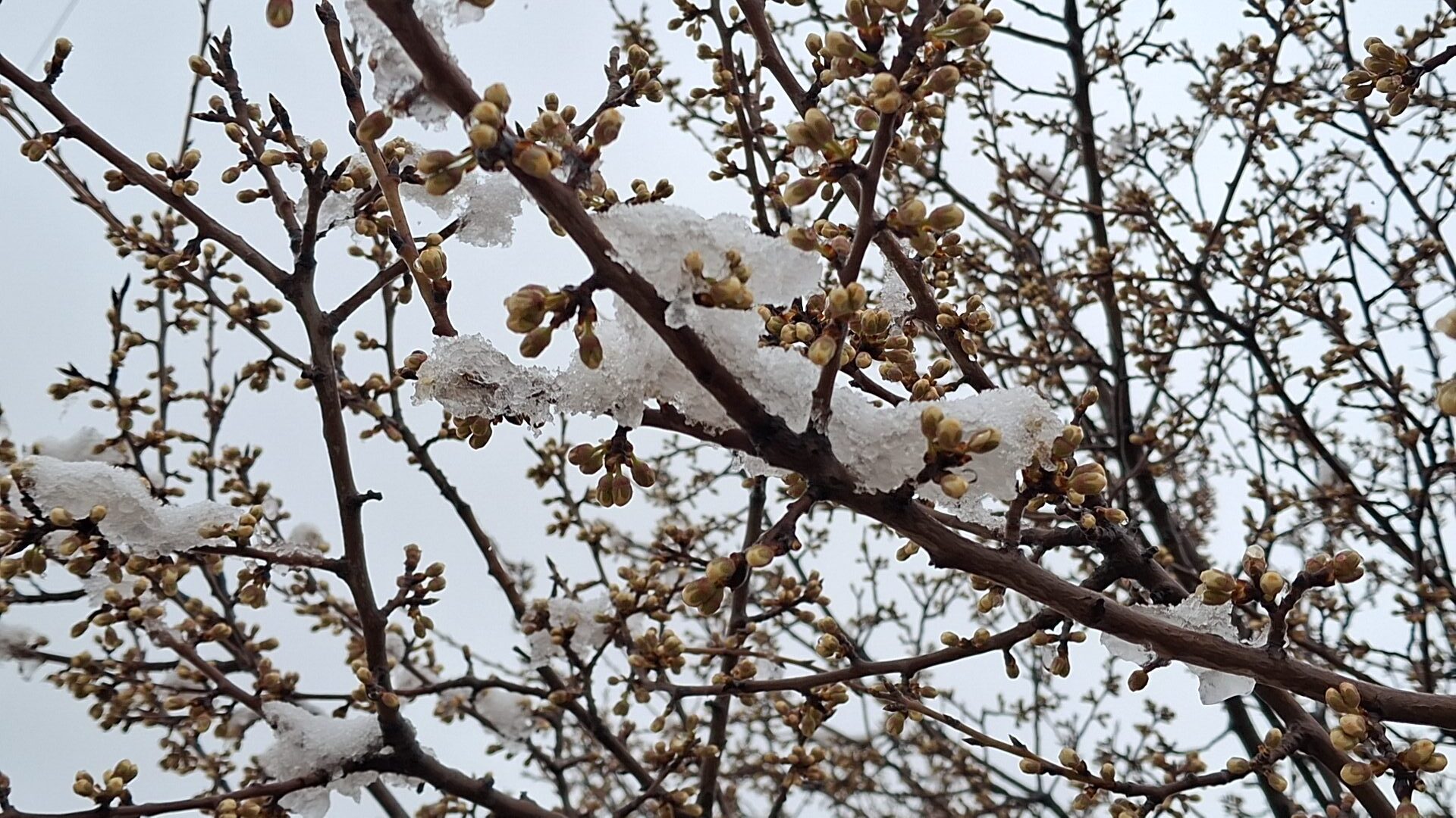 ANKARA (AA) – Ankara'nın Beypazarı ilçesinde sabaha karşı başlayan kar