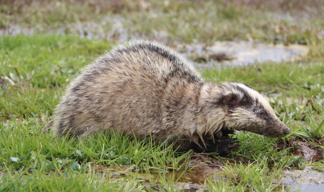 BİNGÖL (AA) – Bingöl'ün Karlıova ilçesinde yaralı bulunan porsuk tedavi