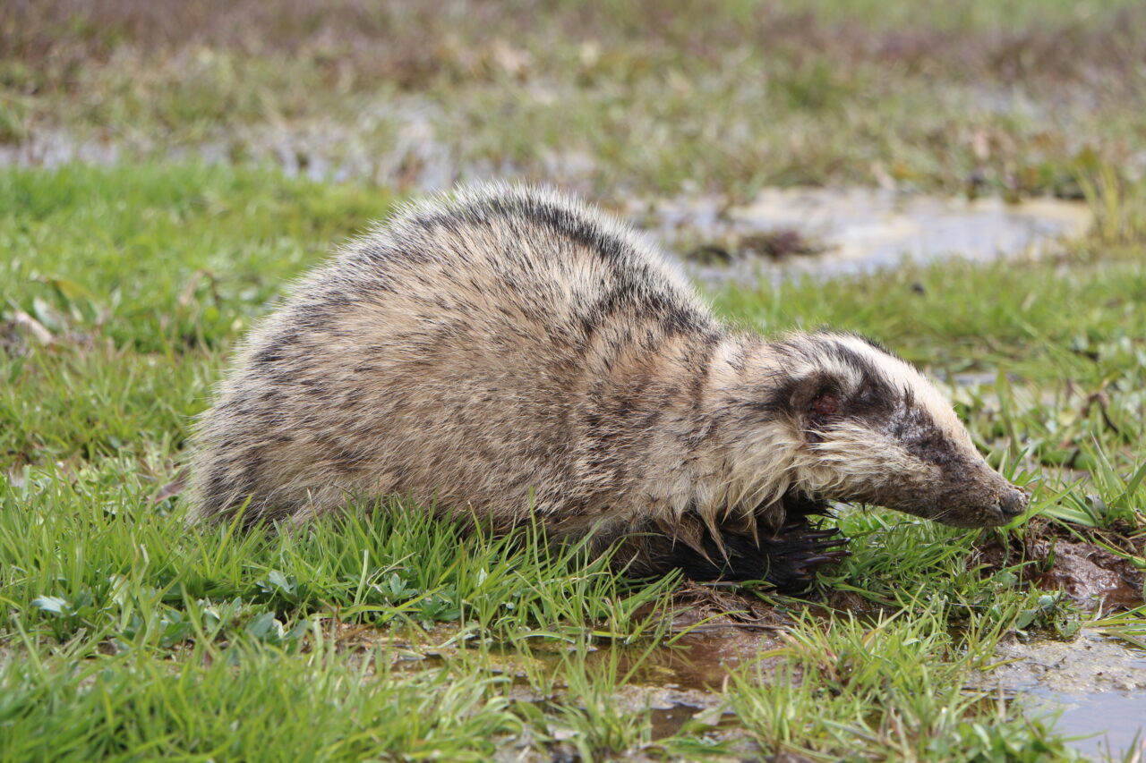 BİNGÖL (AA) – Bingöl'ün Karlıova ilçesinde yaralı bulunan porsuk tedavi