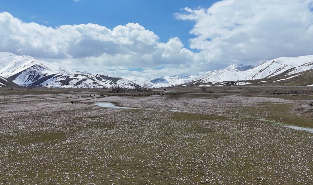 BİTLİS (AA) – Bitlis'in Hizan ilçesinde baharın müjdecisi çiğdemler çiçek