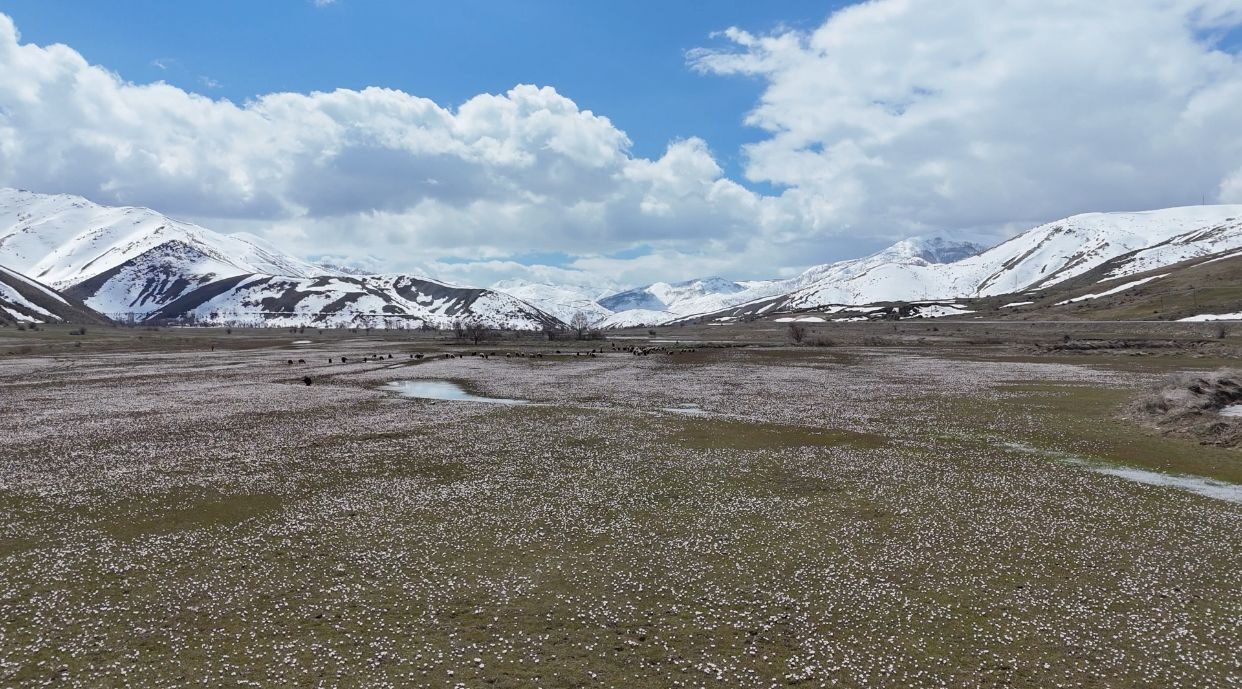 BİTLİS (AA) – Bitlis'in Hizan ilçesinde baharın müjdecisi çiğdemler çiçek