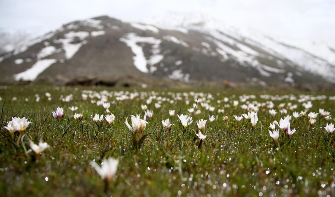 BİTLİS (AA) – Bitlis'in Tatvan ilçesinde açan "baharın habercisi" çiğdemler,