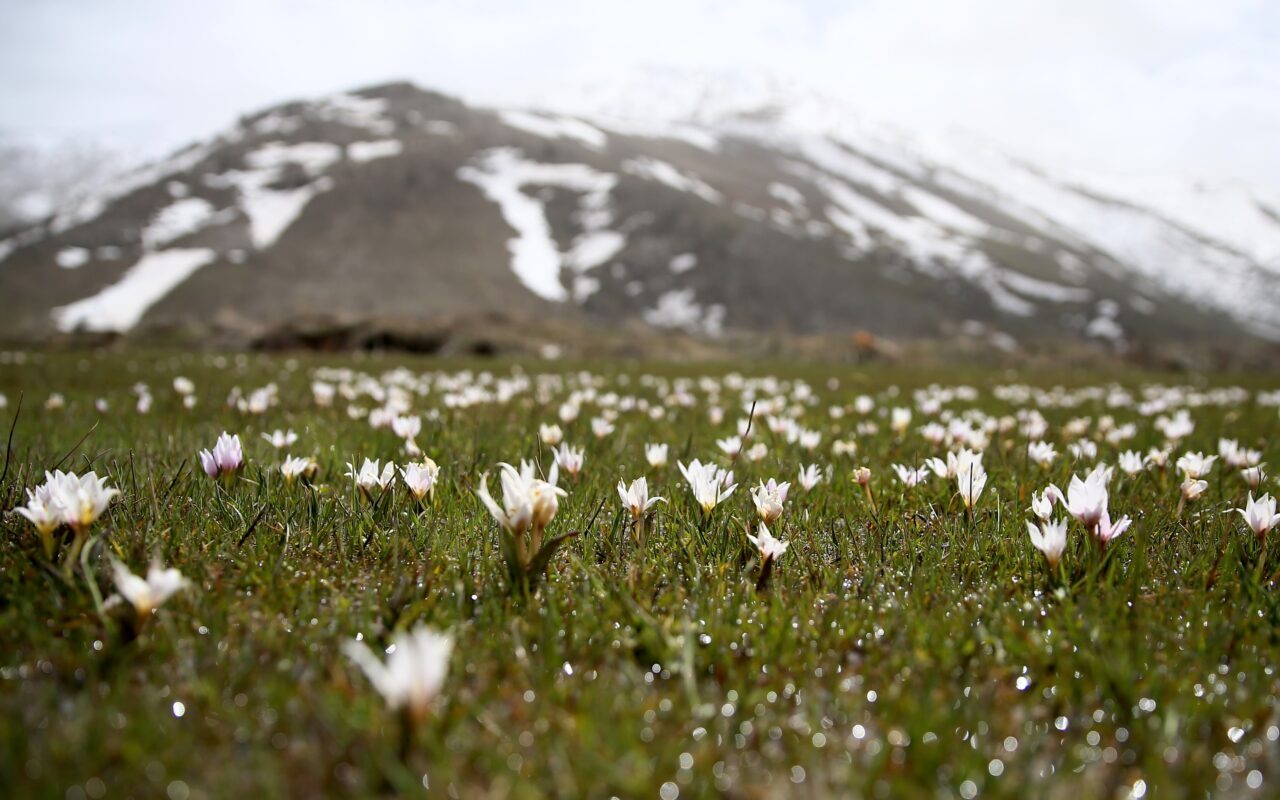 BİTLİS (AA) – Bitlis'in Tatvan ilçesinde açan "baharın habercisi" çiğdemler,