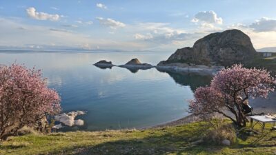 BİTLİS (AA) – Bitlis'in Adilcevaz ilçesinde çiçek açan badem ağaçları