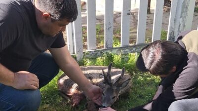 BOLU (AA) – Bolu'nun Göynük ilçesinde bir aracın çarpması sonucu