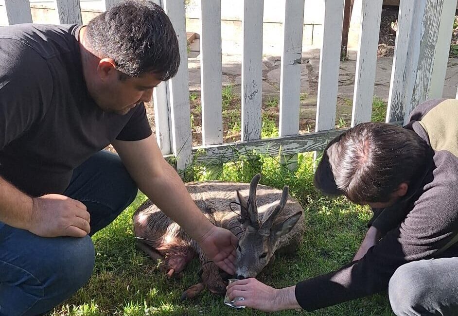 BOLU (AA) – Bolu'nun Göynük ilçesinde bir aracın çarpması sonucu