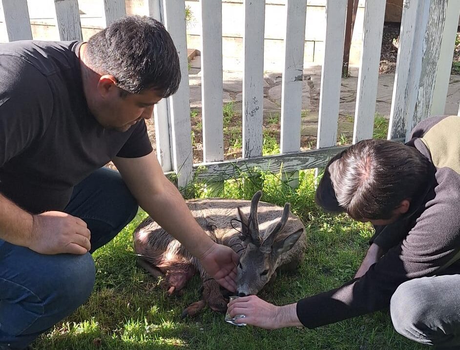 BOLU (AA) – Bolu'nun Göynük ilçesinde bir aracın çarpması sonucu