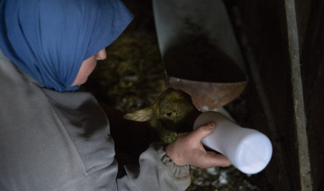 BOLU (AA) – Bolu'da dördüz yavrulayan koyun, sahibinin yüzünü güldürdü.