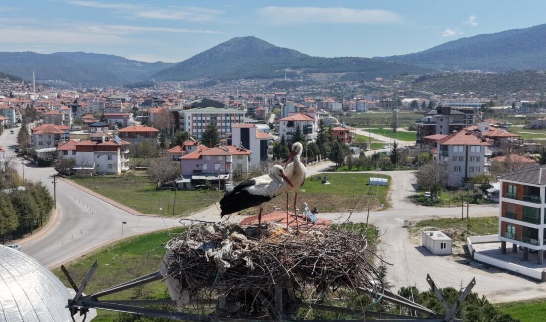 BURDUR (AA) – Burdur'un Bucak ilçesine gelen leylekler, 30 yıldır