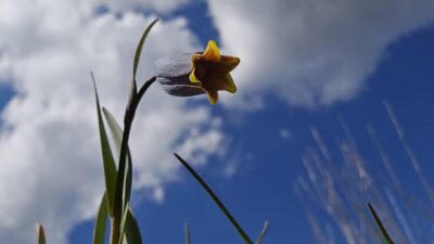 ÇANKIRI (AA) – Çankırı'nın Yapraklı ilçesinde arazide karın erimesiyle ortaya