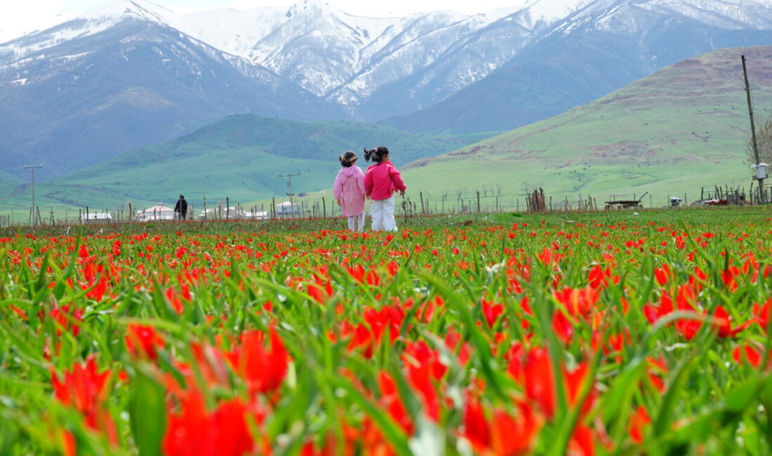 MUŞ (AA) – Muş'ta doğal yetişen endemik türlerden Muş laleleri,