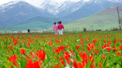 MUŞ (AA) – Muş'ta doğal yetişen endemik türlerden Muş laleleri,