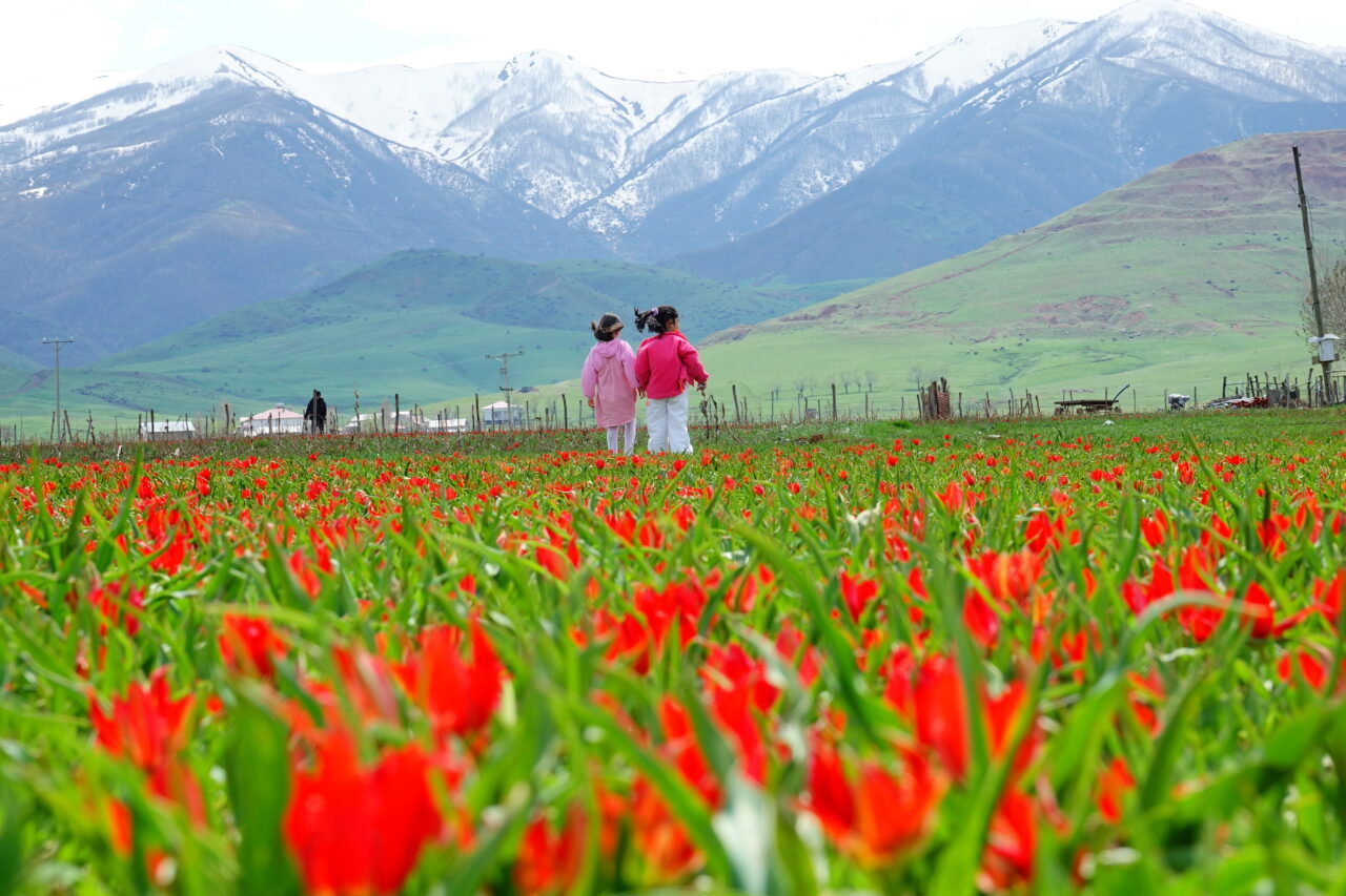 MUŞ (AA) – Muş'ta doğal yetişen endemik türlerden Muş laleleri,