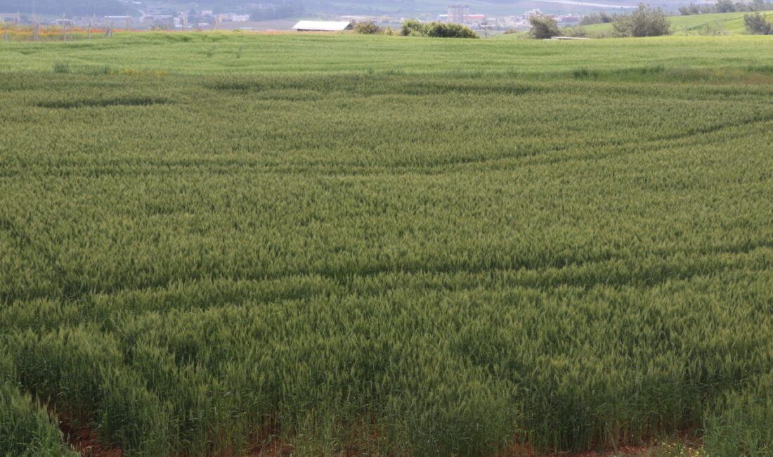 ADANA (AA) – Türkiye'de erkenci buğday üretiminde önemli yeri olan