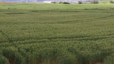 ADANA (AA) – Türkiye'de erkenci buğday üretiminde önemli yeri olan
