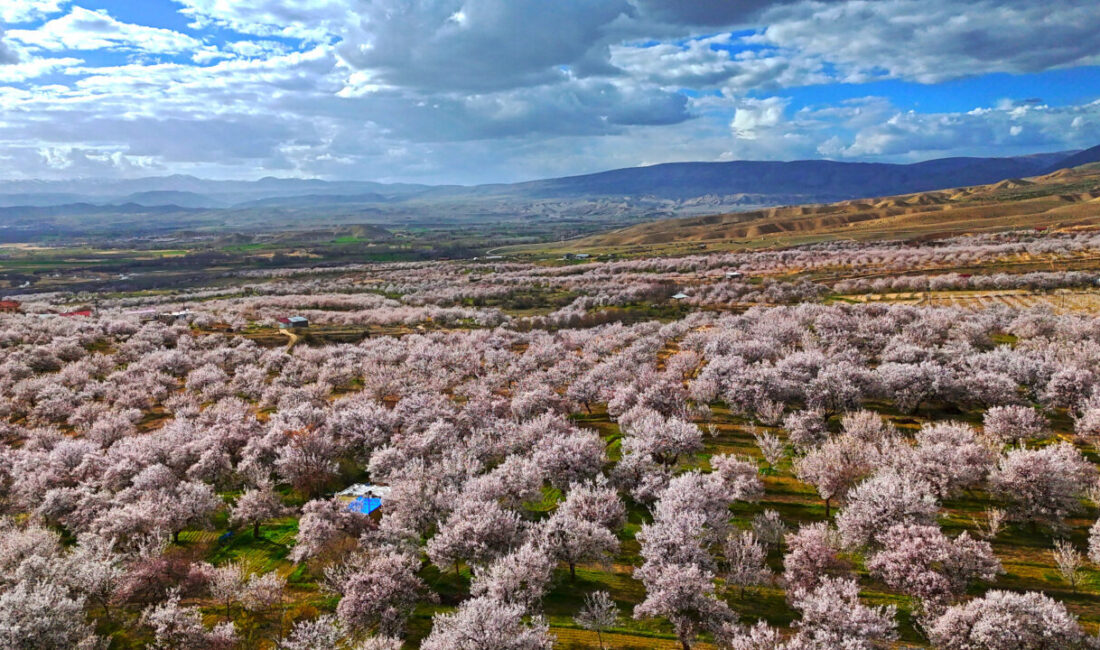 MALATYA (AA) – Malatya'nın Darende ilçesinde kayısı ağaçlarının çiçek açmasıyla