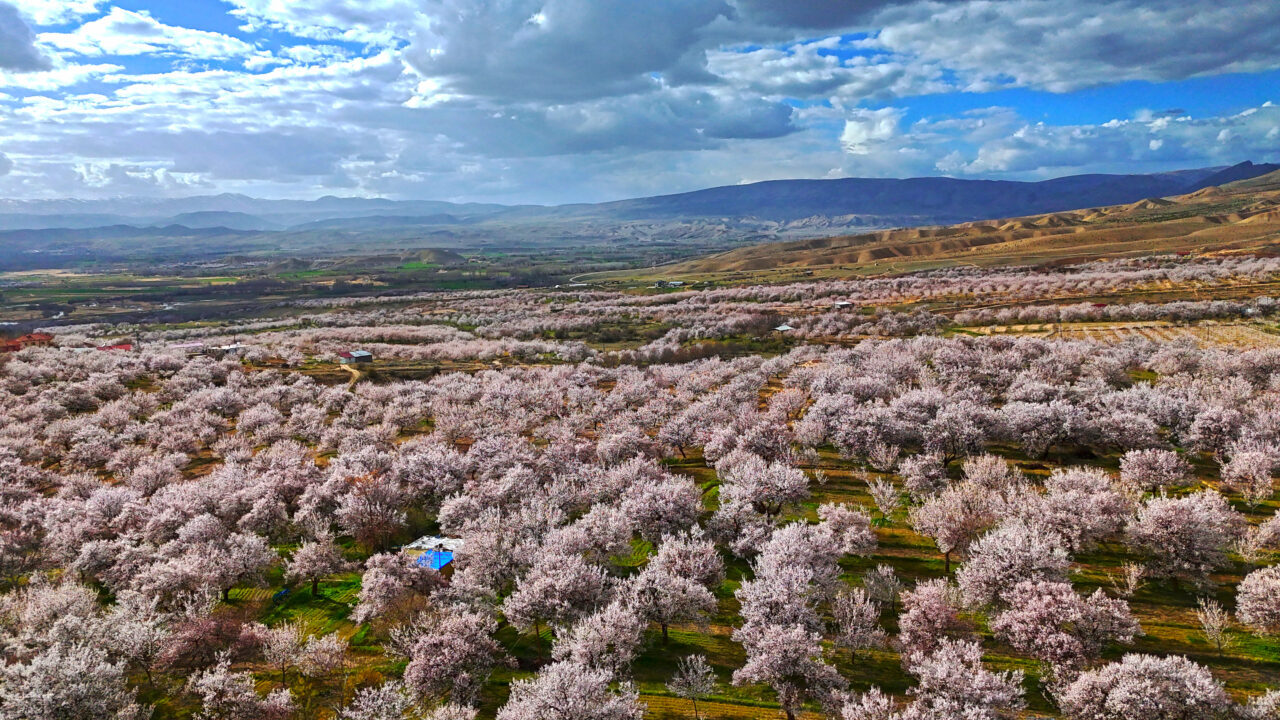 MALATYA (AA) – Malatya'nın Darende ilçesinde kayısı ağaçlarının çiçek açmasıyla
