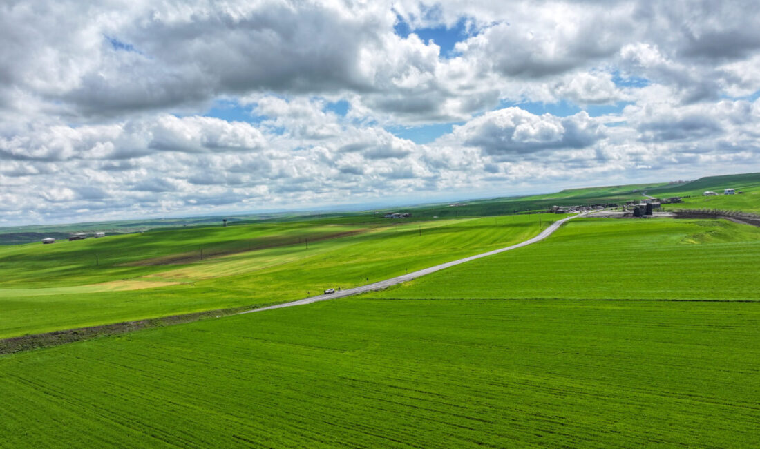 - Tarım ve Orman İl Müdürü Adil Alan:
- "Geçen yıl