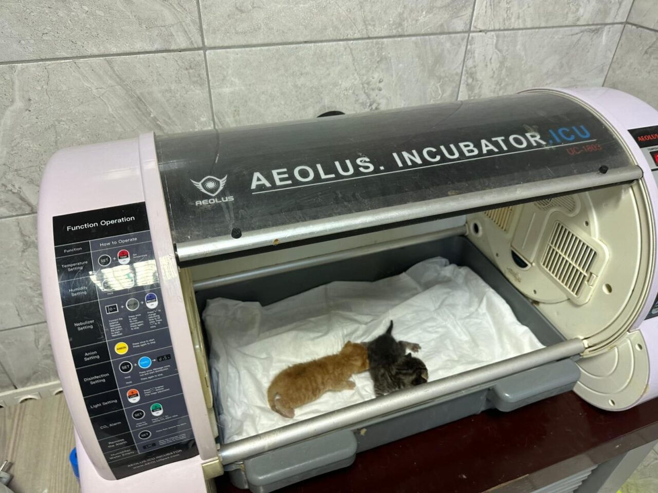 DÜZCE (AA) – Düzce’de düştükleri kanaldan itfaiye ekiplerince çıkarılan 2